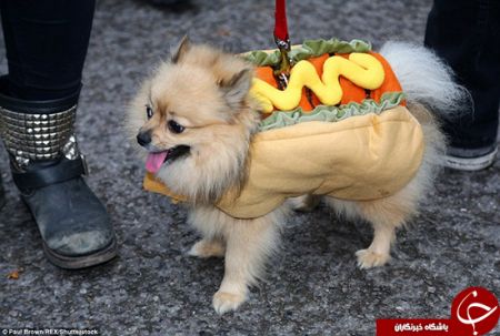 اخبارگوناگون,خبرهای گوناگون, جشن هالووین