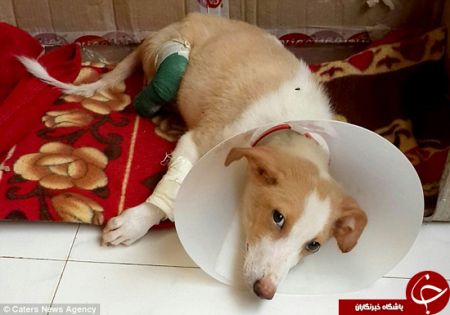 اخبارگوناگون,خبرهای گوناگون,سگ 2 پا