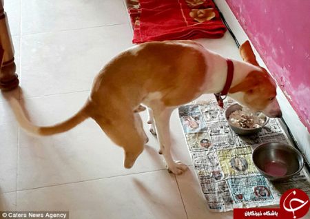 اخبارگوناگون,خبرهای گوناگون,سگ 2 پا