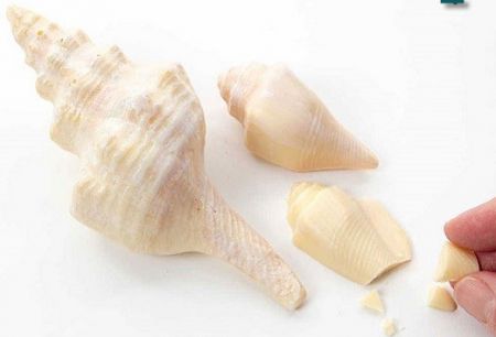   اخبارگوناگون  ,خبرهای  گوناگون,شکلات هایی که جرات خوردنشان را ندارید