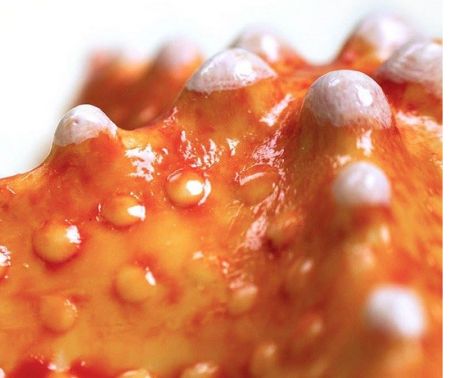   اخبارگوناگون  ,خبرهای  گوناگون,شکلات هایی که جرات خوردنشان را ندارید