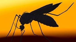   اخبارپزشکی  ,خبرهای  پزشکی ,زیکا