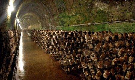 اخبار,اخبار گوناگون,پرورش قارج