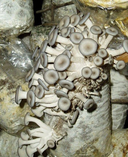 اخبار,اخبار گوناگون,پرورش قارج