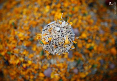 اخبار,اخبار گوناگون,جشنواره مذهبی در نپال