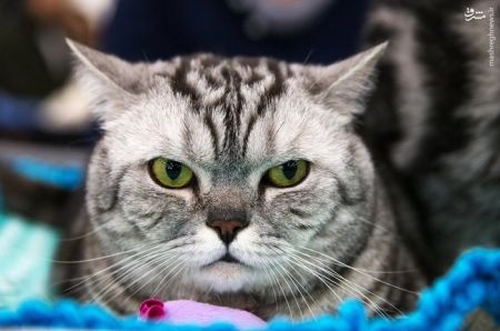 اخبار,اخبار گوناگون,گربه های زیبا درمسکو