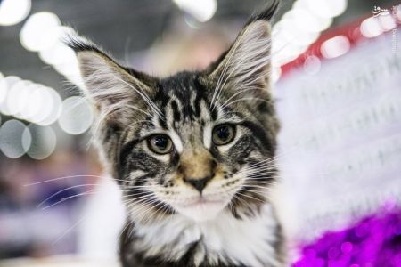 اخبار,اخبار گوناگون,گربه های زیبا درمسکو