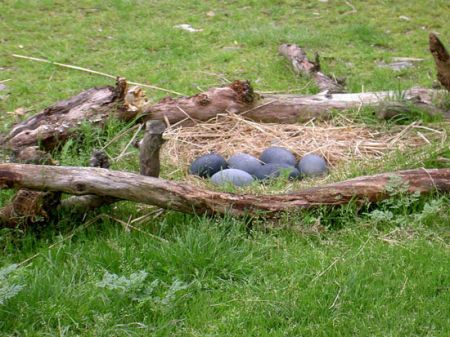 اخبار,اخبارگوناگون,تخم شترمرغ استرالیایی اخبار,اخبارگوناگون,تخم شترمرغ استرالیایی