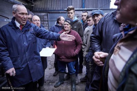 اخبار,اخبارگوناگون,بوقلمون