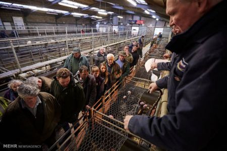 اخبار,اخبارگوناگون,بوقلمون