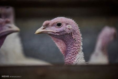 اخبار,اخبار امروز,اخبار جدید