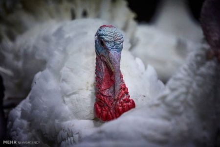 اخبار,اخبارگوناگون,بوقلمون