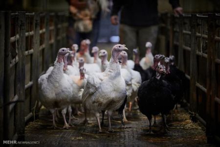 اخبار,اخبارگوناگون,بوقلمون