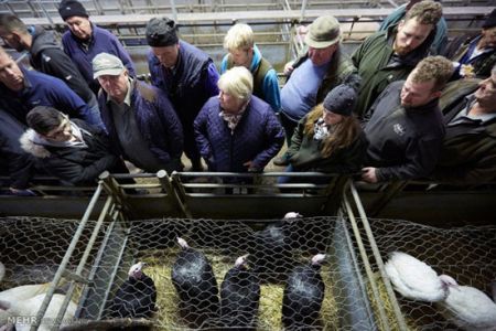 اخبار,اخبارگوناگون,بوقلمون