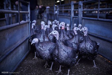 اخبار,اخبارگوناگون,بوقلمون