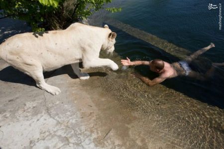 اخبار,اخبار گوناگون,شیرهای تاجگان