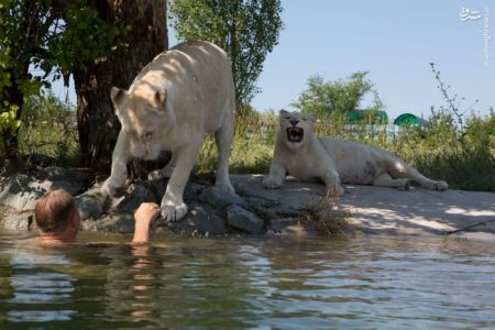 اخبار,اخبار گوناگون,شیرهای تاجگان