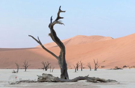  وبلاگ راسخون بلاگ rasekhoon rasekhonblogاخبارگوناگون,خبرهای گوناگون,گورستان شگفت‌انگیز درختان