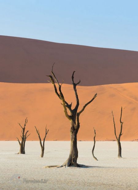  وبلاگ راسخون بلاگ rasekhoon rasekhonblogاخبارگوناگون,خبرهای گوناگون,گورستان شگفت‌انگیز درختان