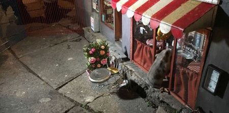 اخبارگوناگون,خبرهای گوناگون,مغازه برای موش ها اخبارگوناگون,خبرهای گوناگون,مغازه برای موش ها