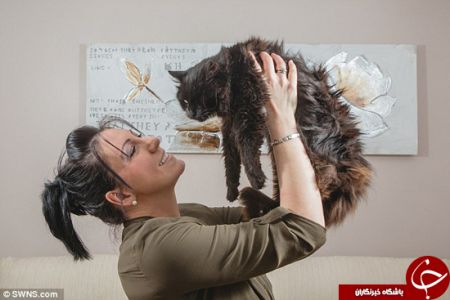 اخبارگوناگون,خبرهای گوناگون,گربه