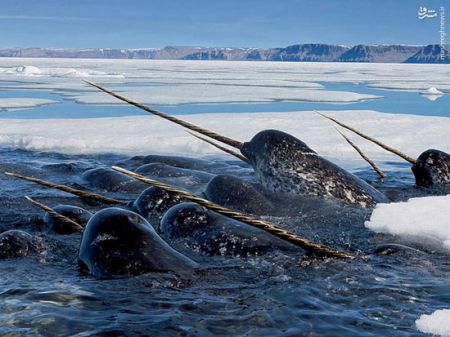 اخباربازیگران,اخبارهنرمندان,نهنگ‌های شاخ‌دار