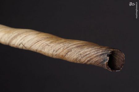 اخباربازیگران,اخبارهنرمندان,نهنگ‌های شاخ‌دار