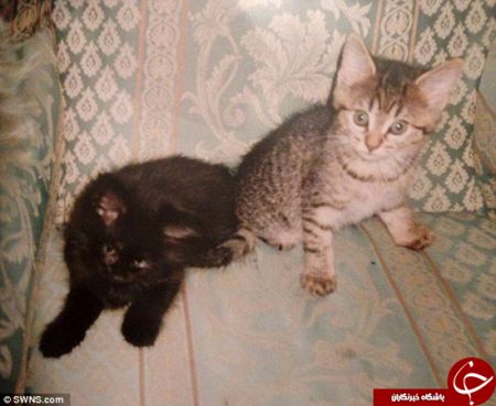 اخبارگوناگون,خبرهای گوناگون,گربه