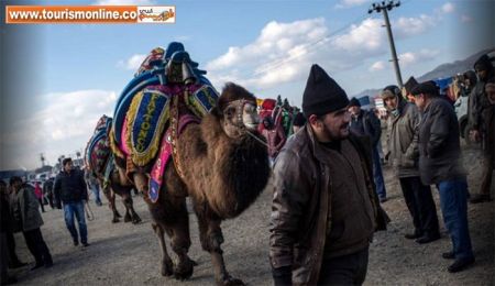 اخبارگوناگون,خبرهای گوناگون,شتر