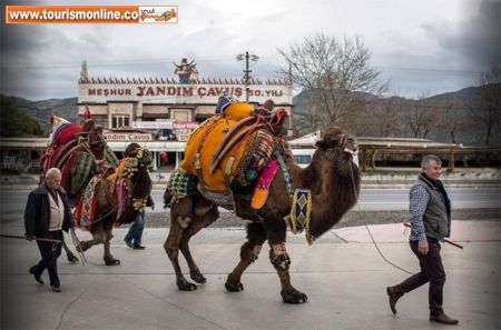 اخبارگوناگون,خبرهای گوناگون,شتر