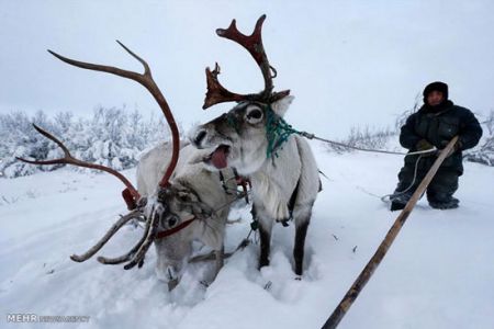 اخبارگوناگون,خبرهای گوناگون,گوزن های شمالی