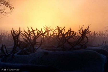 اخبارگوناگون,خبرهای گوناگون,گوزن های شمالی