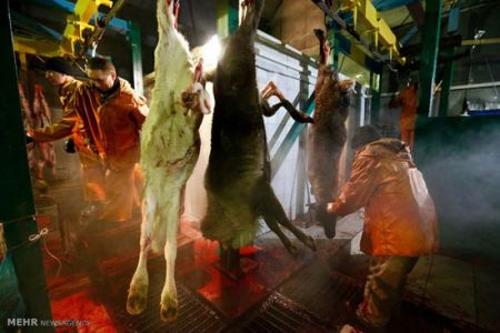 اخبارگوناگون,خبرهای گوناگون,گوزن های شمالی