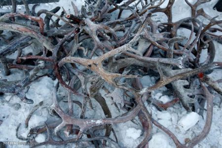 اخبارگوناگون,خبرهای گوناگون,گوزن های شمالی