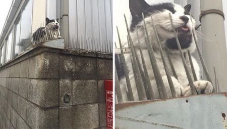 اخبارگوناگون,خبرهای گوناگون,گربه