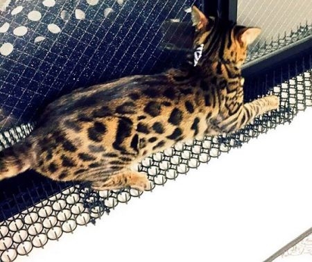 اخبارگوناگون,خبرهای گوناگون,گربه