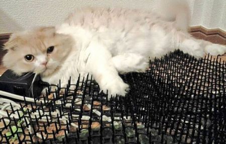 اخبارگوناگون,خبرهای گوناگون,گربه