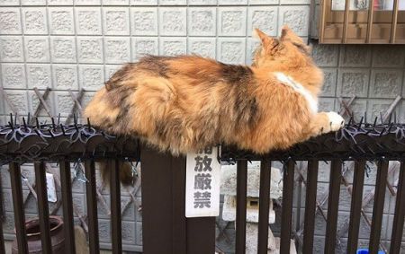 اخبارگوناگون,خبرهای گوناگون,گربه