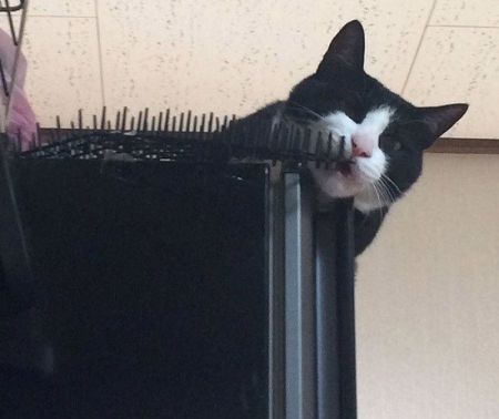 اخبارگوناگون,خبرهای گوناگون,گربه