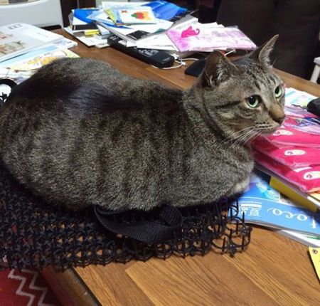 اخبارگوناگون,خبرهای گوناگون,گربه