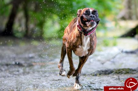 اخبارگوناگون,خبرهای گوناگون,احساسی‌ترین سگ دنیا