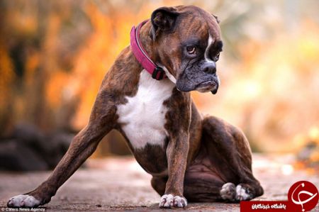 اخبارگوناگون,خبرهای گوناگون,احساسی‌ترین سگ دنیا