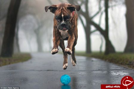 اخبارگوناگون,خبرهای گوناگون,احساسی‌ترین سگ دنیا