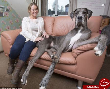 اخبارگوناگون,خبرهای گوناگون,بزرگ‌ترین سگ جهان 