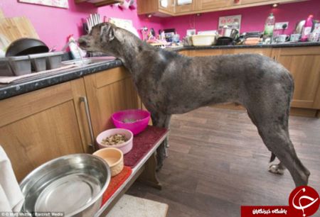 اخبارگوناگون,خبرهای گوناگون,بزرگ‌ترین سگ جهان 
