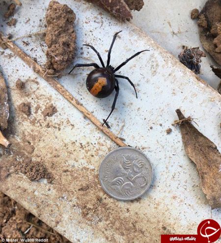 اخبارجدید,خبرهای جدید,اخبارجدید