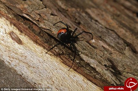 اخبارجدید,خبرهای جدید,اخبارجدید