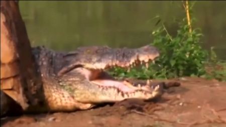 اخبارگوناگون,خبرهای گوناگون,کروکودیل 