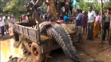 اخبارگوناگون,خبرهای گوناگون,کروکودیل 