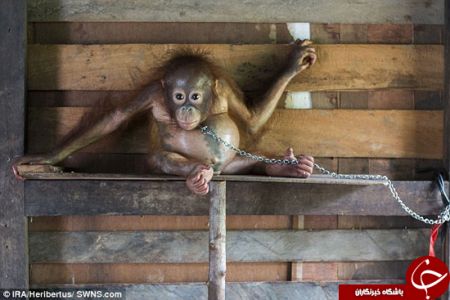 اخبارگوناگون,خبرهای گوناگون,اورانگوتان